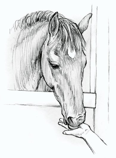 horse being fed